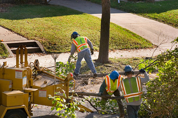 Lawn Pest Prevention in Mount Hermon, CA